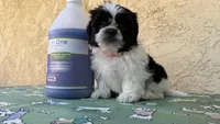 Puppy3, a male Shih Tzu for sale in Paramount, CA – Photo 5 of 5