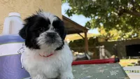 Puppy3, a male Shih Tzu for sale in Paramount, CA – Photo 1 of 5