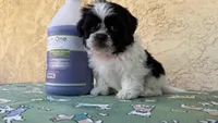 Puppy3, a male Shih Tzu for sale in Paramount, CA – Photo 4 of 5