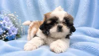 Puppy 1, a male Shih Tzu for sale in Downey, CA – 2 of 5