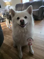 Mickie Booboo, a male Pomsky for sale in Minneapolis, MN – 2 of 4