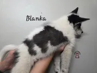 Blanka, a male Pomsky for sale in Minneapolis, MN – 6 of 6