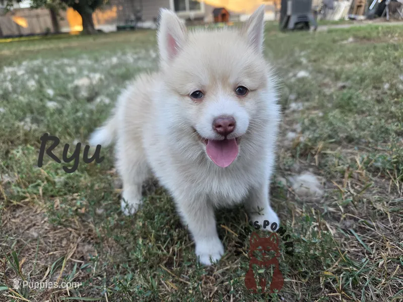Ryu – Pomsky puppy for sale in Minneapolis, MN