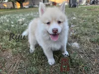 Ryu, a male Pomsky for sale in Minneapolis, MN – 1 of 1