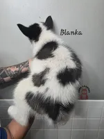 Blanka, a male Pomsky for sale in Minneapolis, MN – 4 of 6