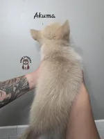 Akuma, a male Pomsky for sale in Minneapolis, MN – 4 of 6