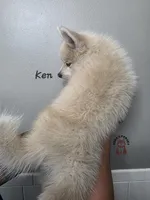 Ken, a male Pomsky for sale in Minneapolis, MN – 6 of 6