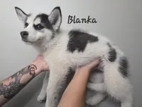 Blanka, a male Pomsky for sale in Minneapolis, MN – 5 of 6