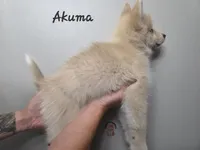 Akuma, a male Pomsky for sale in Minneapolis, MN – 5 of 6