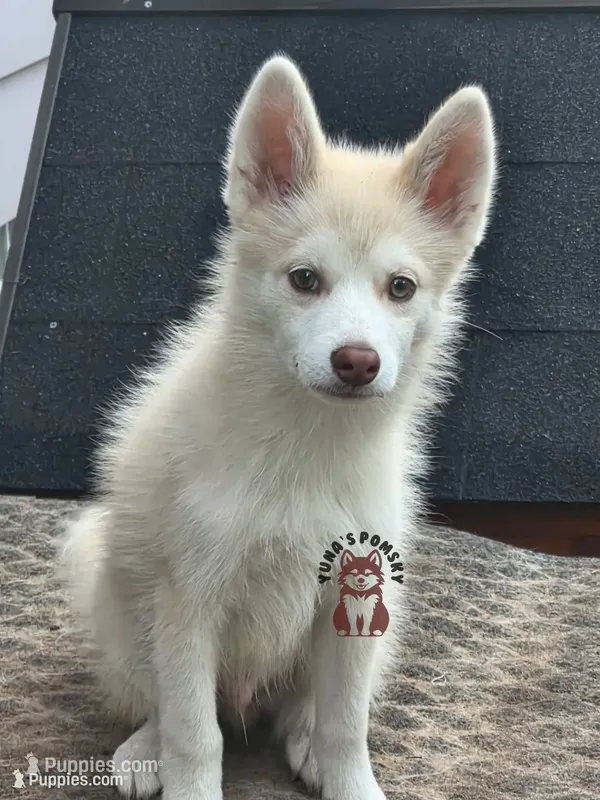 Ken – Pomsky puppy for sale in Minneapolis, MN