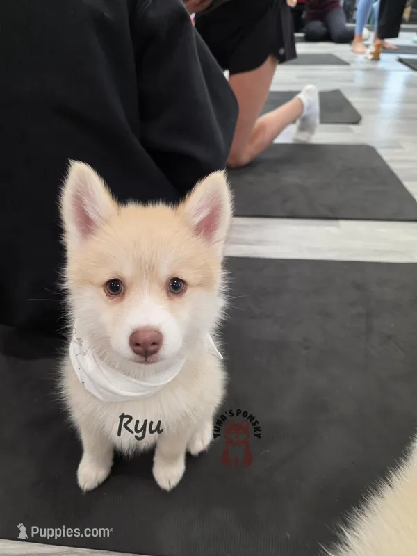 Ryu – Pomsky puppy for sale in Minneapolis, MN