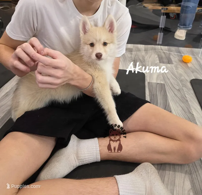 Akuma – Pomsky puppy for sale in Minneapolis, MN
