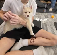 Akuma, a male Pomsky for sale in Minneapolis, MN – 2 of 6