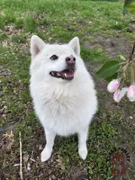 Mickie Booboo, a male Pomsky for sale in Minneapolis, MN – 4 of 4