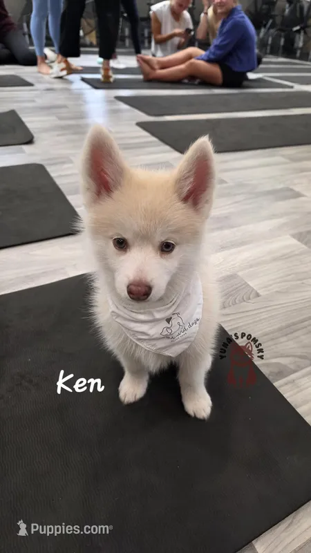 Ken – Pomsky puppy for sale in Minneapolis, MN