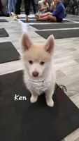 Ken, a male Pomsky for sale in Minneapolis, MN – 2 of 6
