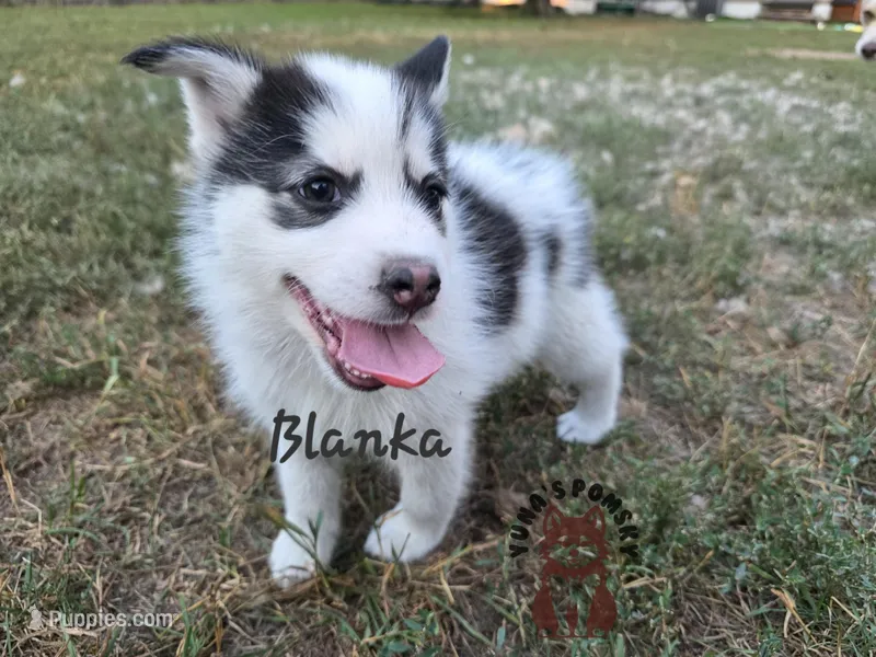 Blanka – Pomsky puppy for sale in Minneapolis, MN