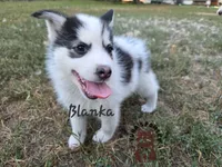 Blanka, a male Pomsky for sale in Minneapolis, MN – 1 of 1