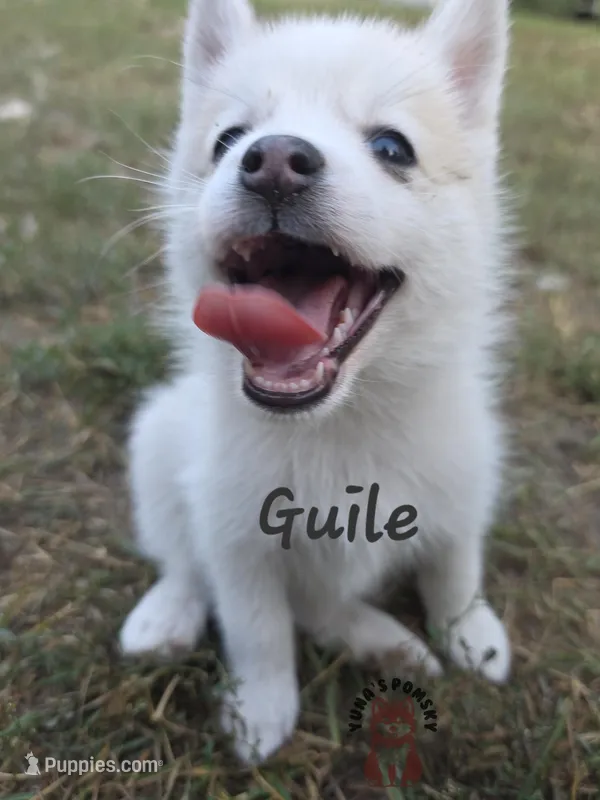 Guile – Pomsky puppy for sale in Minneapolis, MN