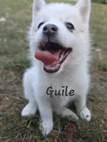 Guile, a male Pomsky for sale in Minneapolis, MN – 1 of 1