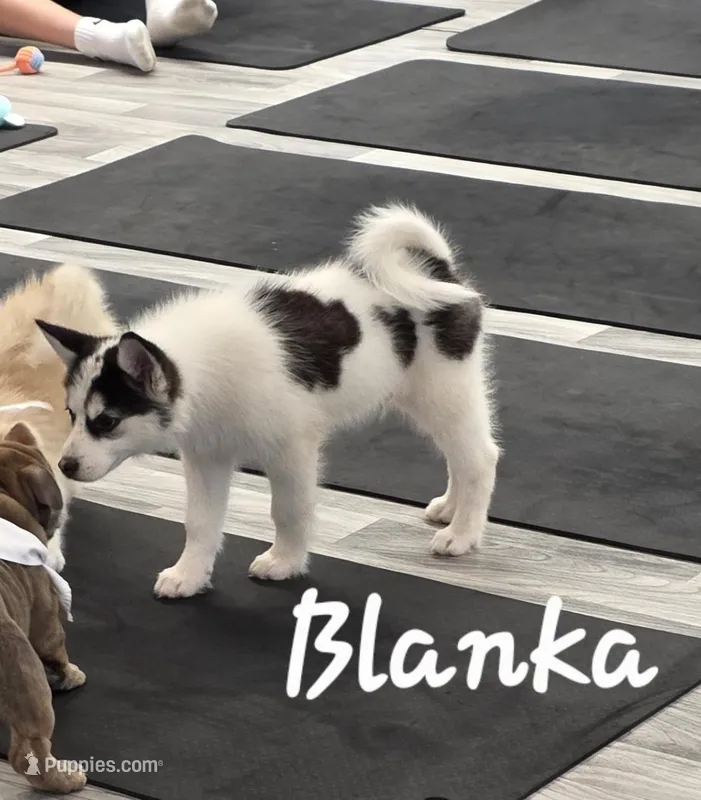 Blanka – Pomsky puppy for sale in Minneapolis, MN