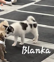 Blanka, a male Pomsky for sale in Minneapolis, MN – 2 of 6