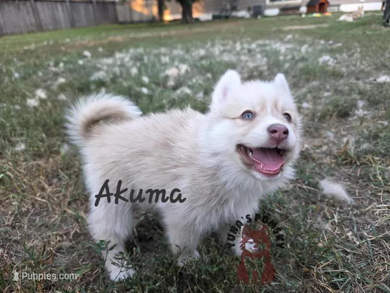 Akuma – Pomsky puppy for sale in Minneapolis, MN