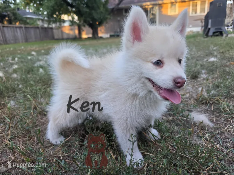 Ken – Pomsky puppy for sale in Minneapolis, MN
