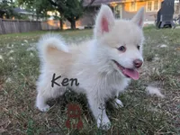Ken, a male Pomsky for sale in Minneapolis, MN – 1 of 1