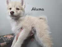 Akuma, a male Pomsky for sale in Minneapolis, MN – 6 of 6