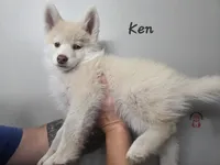 Ken, a male Pomsky for sale in Minneapolis, MN – 4 of 6