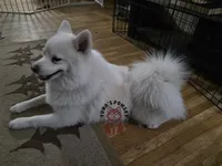 Mickie Booboo, a male Pomsky for sale in Minneapolis, MN – 3 of 4