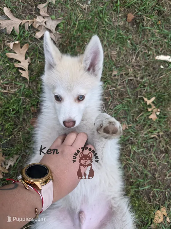 Ken – Pomsky puppy for sale in Minneapolis, MN