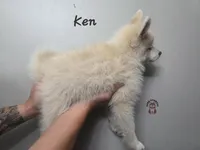 Ken, a male Pomsky for sale in Minneapolis, MN – 5 of 6