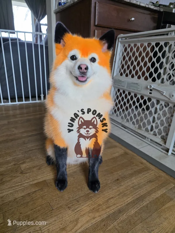Mickie Booboo – Pomsky puppy for sale in Minneapolis, MN