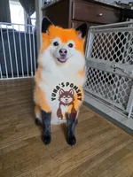 Mickie Booboo, a male Pomsky for sale in Minneapolis, MN – 1 of 4