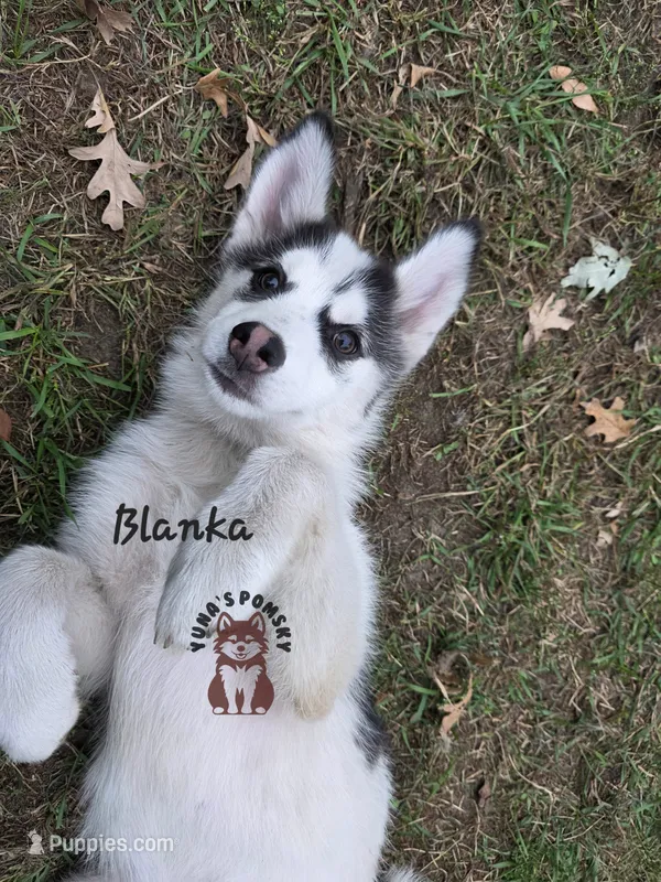 Blanka – Pomsky puppy for sale in Minneapolis, MN