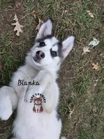 Blanka, a male Pomsky for sale in Minneapolis, MN – 1 of 6