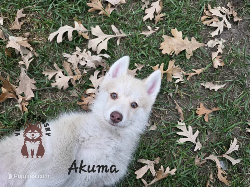 Akuma – Pomsky puppy for sale in Minneapolis, MN