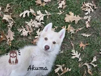 Akuma, a male Pomsky for sale in Minneapolis, MN – 1 of 6