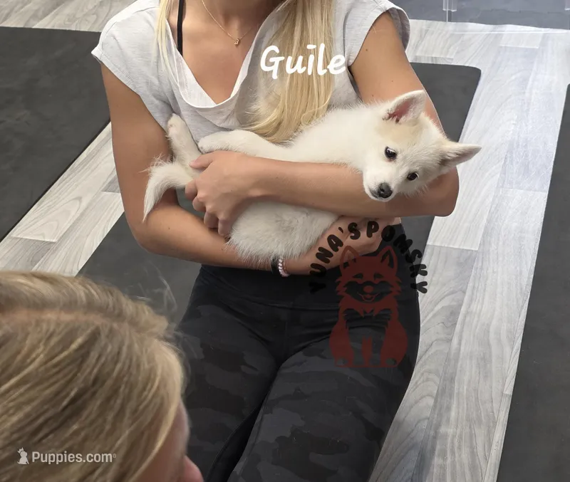 Guile – Pomsky puppy for sale in Minneapolis, MN