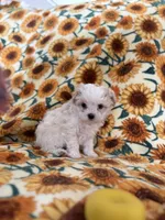 Ivory , a female Bichon Frise for sale in Raleigh, NC – Photo 5 of 5