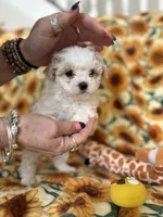 Ivory , a female Bichon Frise for sale in Raleigh, NC – Photo 2 of 5