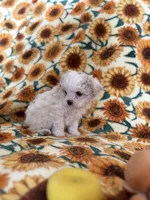 Ivory , a female Bichon Frise for sale in Raleigh, NC – Photo 4 of 5