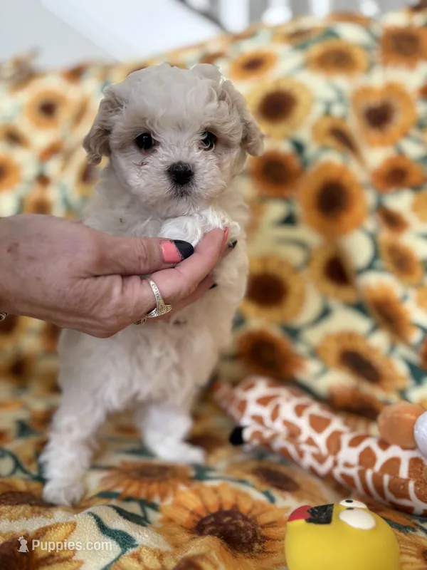 Ivory , a female Bichon Frise for sale in Raleigh, NC – Photo 1 of 5