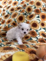 Ivory , a female Bichon Frise for sale in Raleigh, NC – Photo 3 of 5