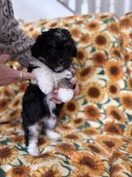 Ebony , a female Bichon Frise for sale in Raleigh, NC – Photo 2 of 3