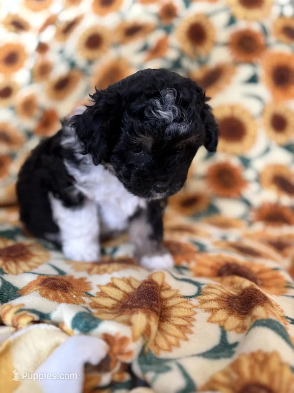 Ebony , a female Bichon Frise for sale in Raleigh, NC – Photo 1 of 3
