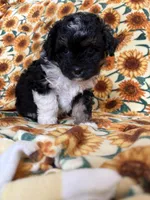 Ebony , a female Bichon Frise for sale in Raleigh, NC – Photo 3 of 3