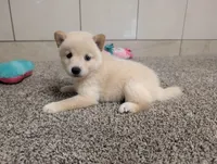 #3, a female Shiba Inu for sale in Montgomery, IN – 5 of 9